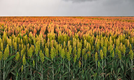 Más de 200 mil hectáreas de sorgo sin sembrar en Tamaulipas