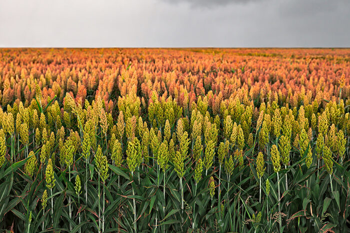 Crisis agrícola en Tamaulipas: más de 200 mil hectáreas de sorgo sin sembrar