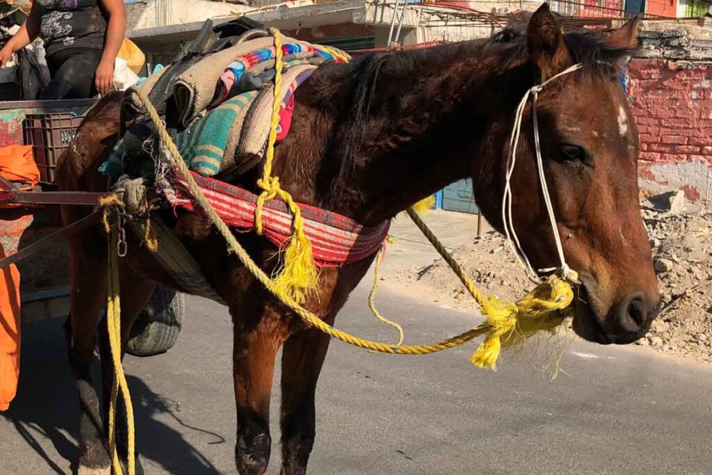 Impulsan prohibición del uso de caballos en labores de carga en Tamaulipas