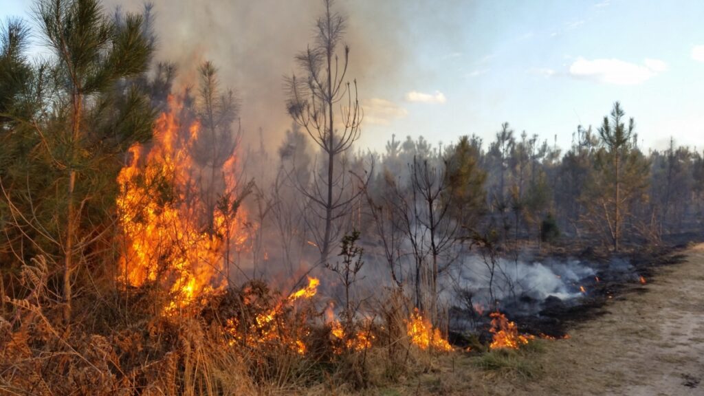 Heladas en Tamaulipas podrían agravar la temporada de incendios forestales