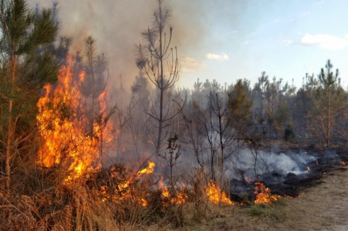 Heladas en Tamaulipas podrían agravar la temporada de incendios forestales