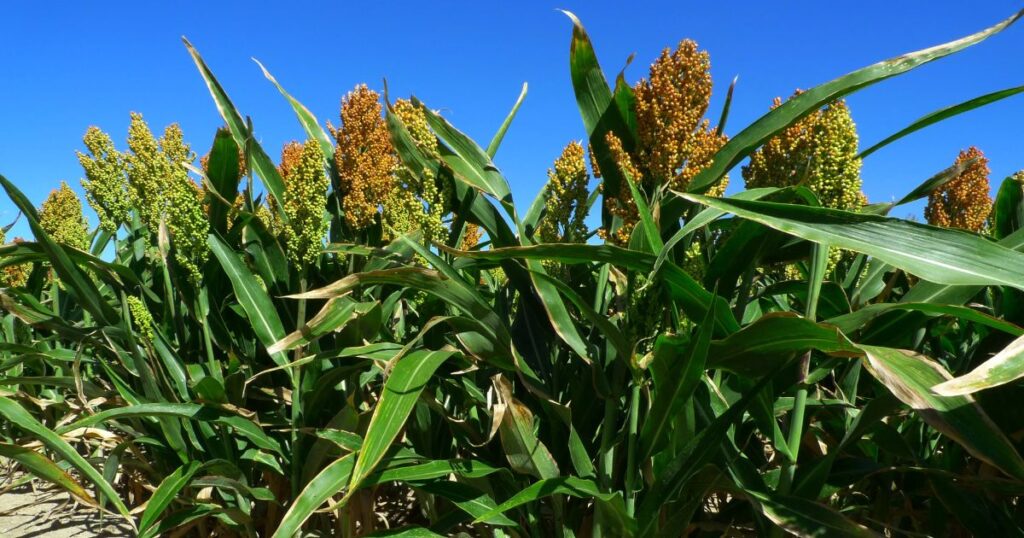 Bajas temperaturas podrían afectar cultivos de sorgo en Tamaulipas