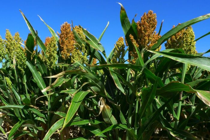 Bajas temperaturas podrían afectar cultivos de sorgo en Tamaulipas