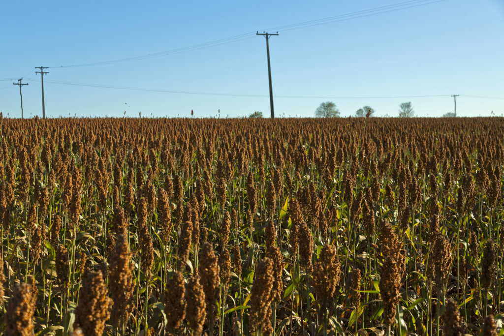 Heladas dañan cultivos en Tamaulipas; 75 mil hectáreas afectadas