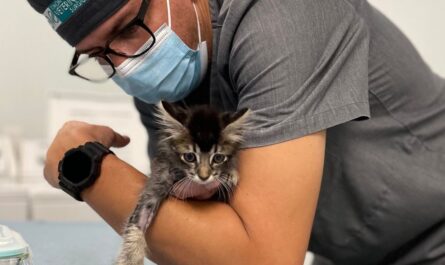 Veterinarios protestarán en Reynosa tras asesinato de colega en Tultepec