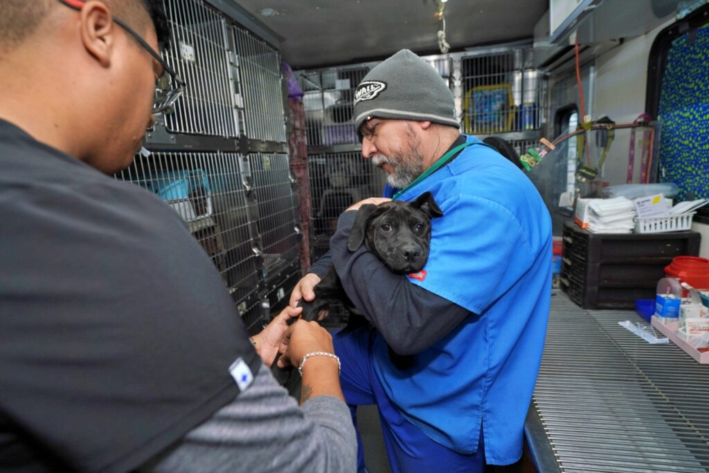 Arranca campaña de esterilización de perros y gatos callejeros del Gobierno de Nuevo Laredo