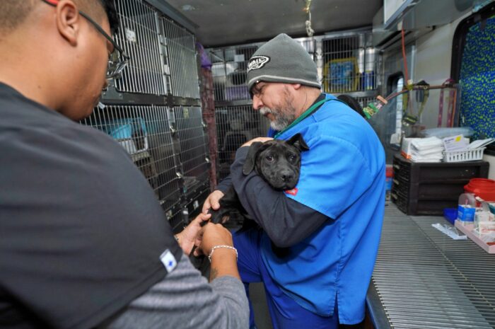 Arranca campaña de esterilización de perros y gatos callejeros del Gobierno de Nuevo Laredo