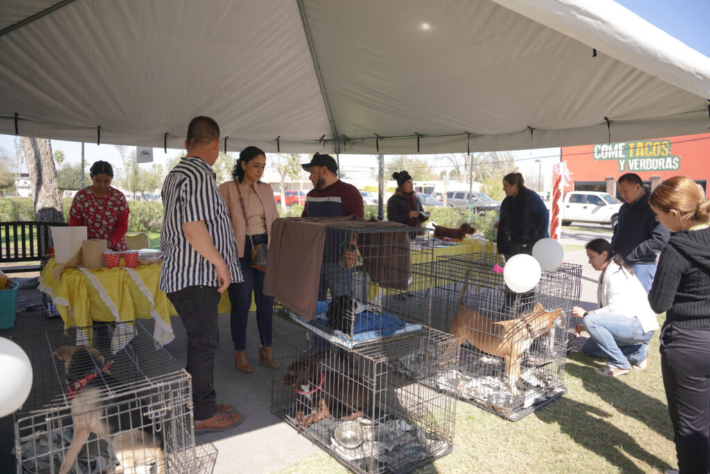 Exitosa Feria de Adopciones en Nuevo Laredo: 31 mascotas encuentran un hogar