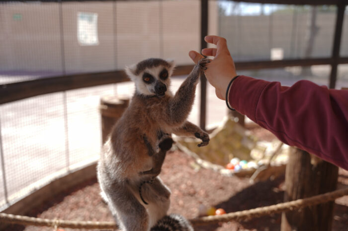 Tiene Zoológico de Nuevo Laredo nuevos inquilinos; nacen crías de hipopótamo y lémur