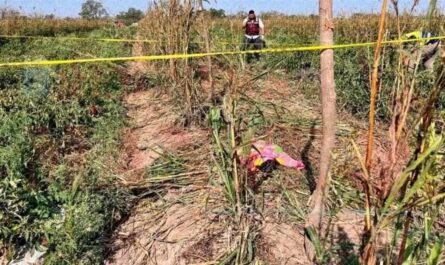 Bebé pierde la vida en González al ser atropellada por un tractor