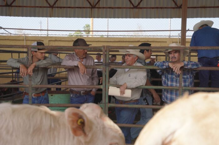 Impulsa Carmen Lilia Canturosas a ganaderos locales con programa de mejoramiento genético