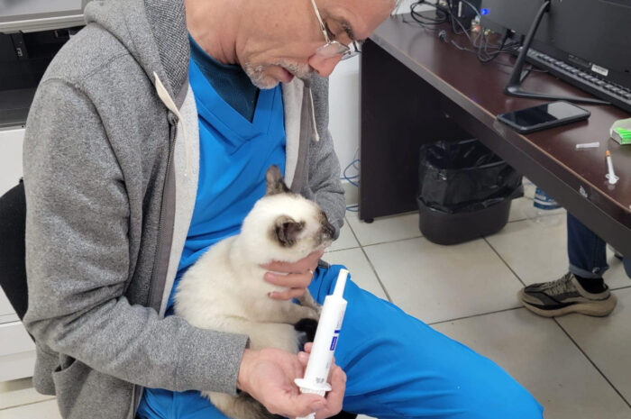 Refuerza Dirección de Bienestar Animal de Nuevo Laredo atención a perros y gatos en situación de calle