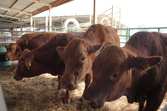 Convoca Gobierno Municipal al 1er Concurso del Novillo Gordo en Nuevo Laredo