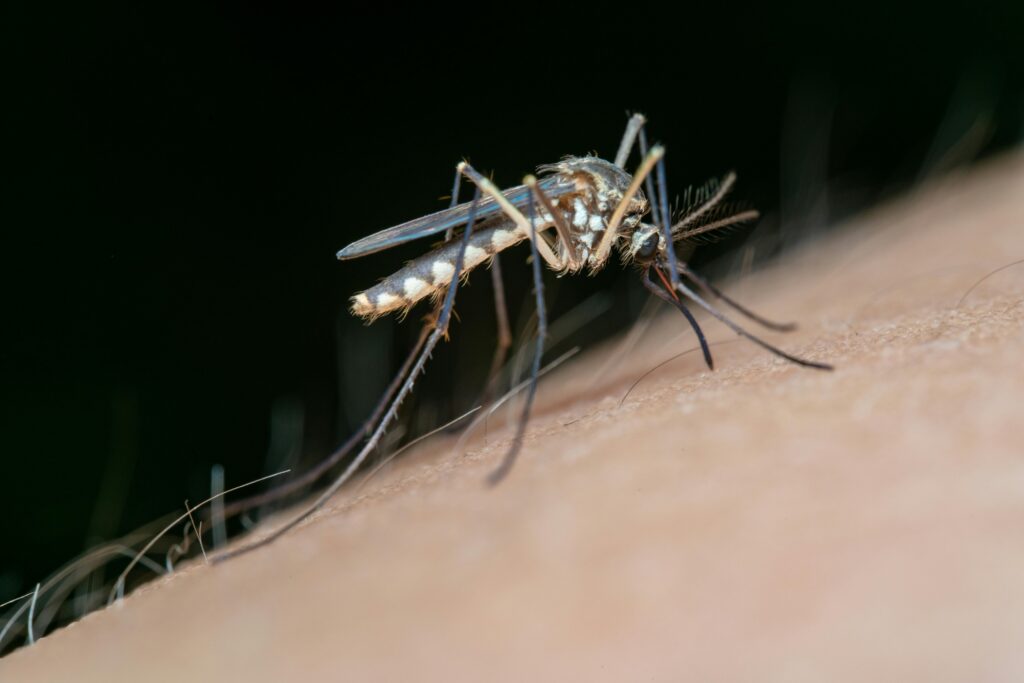Tamaulipas sigue entre los estados con más casos de dengue, pese a reducción