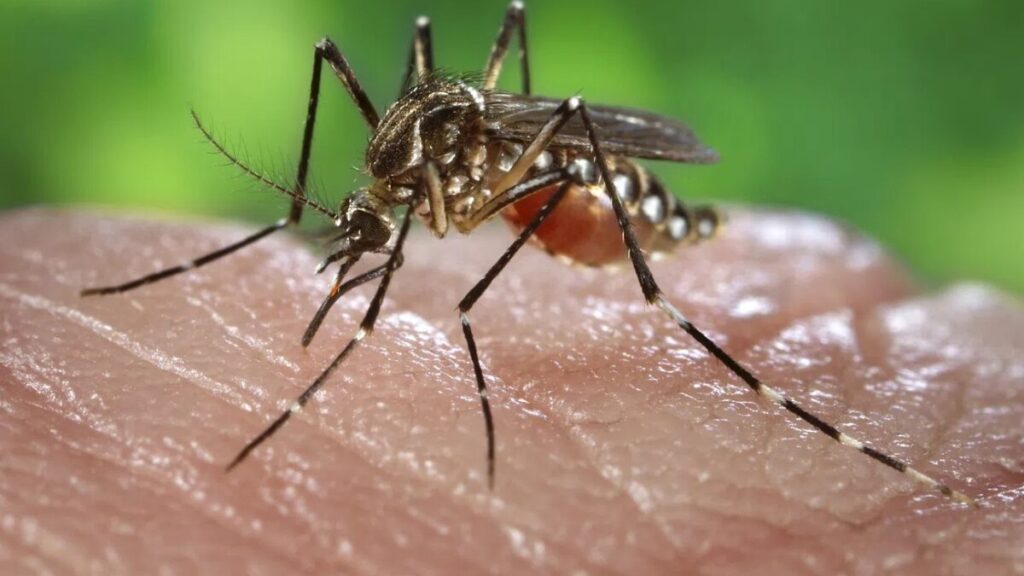 Preocupa repunte de dengue en el sur de Tamaulipas