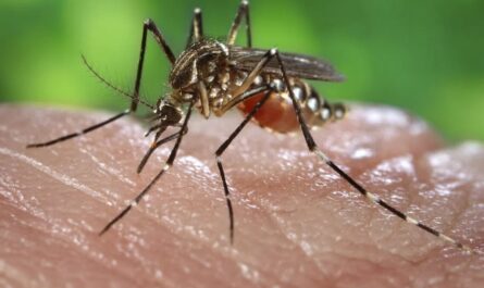 Preocupa repunte de dengue en el sur de Tamaulipas