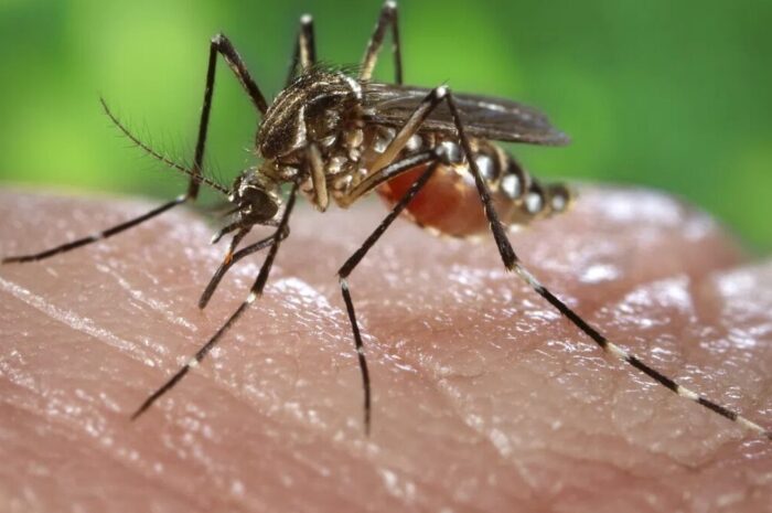 Preocupa repunte de dengue en el sur de Tamaulipas