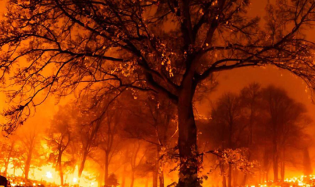 Incendios forestales consumen más de 4,500 hectáreas en Tamaulipas
