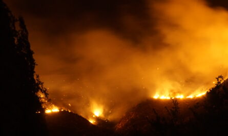 Incendios en Tamaulipas superan mil hectáreas dañadas