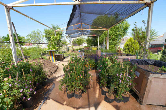 Nuevo Laredo da inicio a la creación de jardines polinizadores en espacios públicos