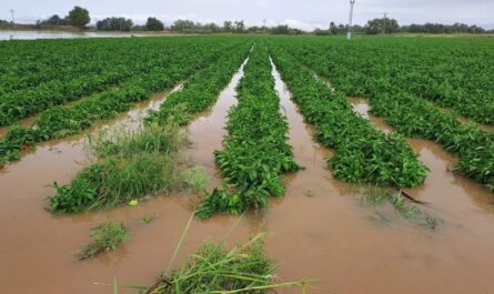 Lluvias inundan parcelas en el norte de Tamaulipas