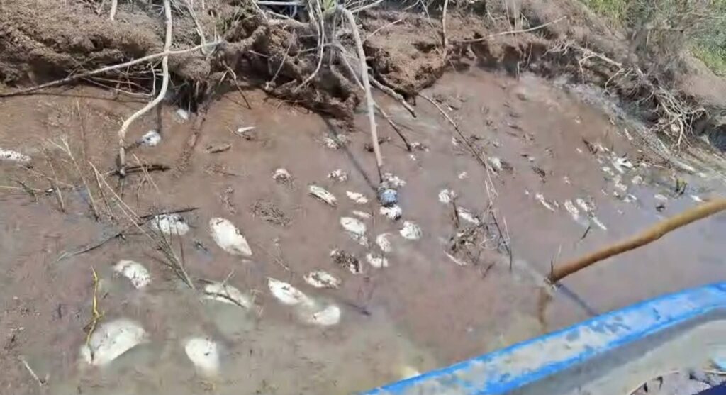 Reportan mortandad de peces en laguna La Toquilla, Altamira Reportan mortandad de peces en laguna La Toquilla, Altamira