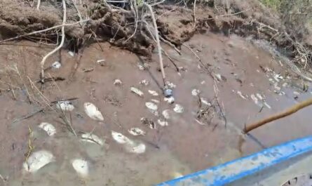 Reportan mortandad de peces en laguna La Toquilla, Altamira