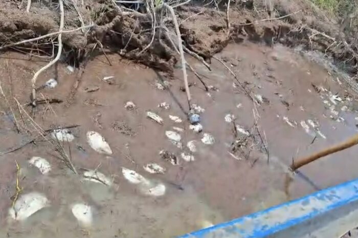 Reportan mortandad de peces en laguna La Toquilla, Altamira