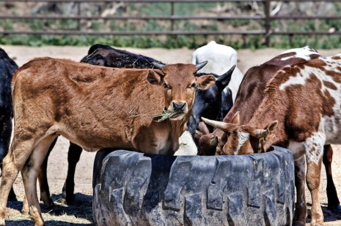 Se desploma exportación de ganado tamaulipeco por cierre fronterizo ante brote del gusano barrenador