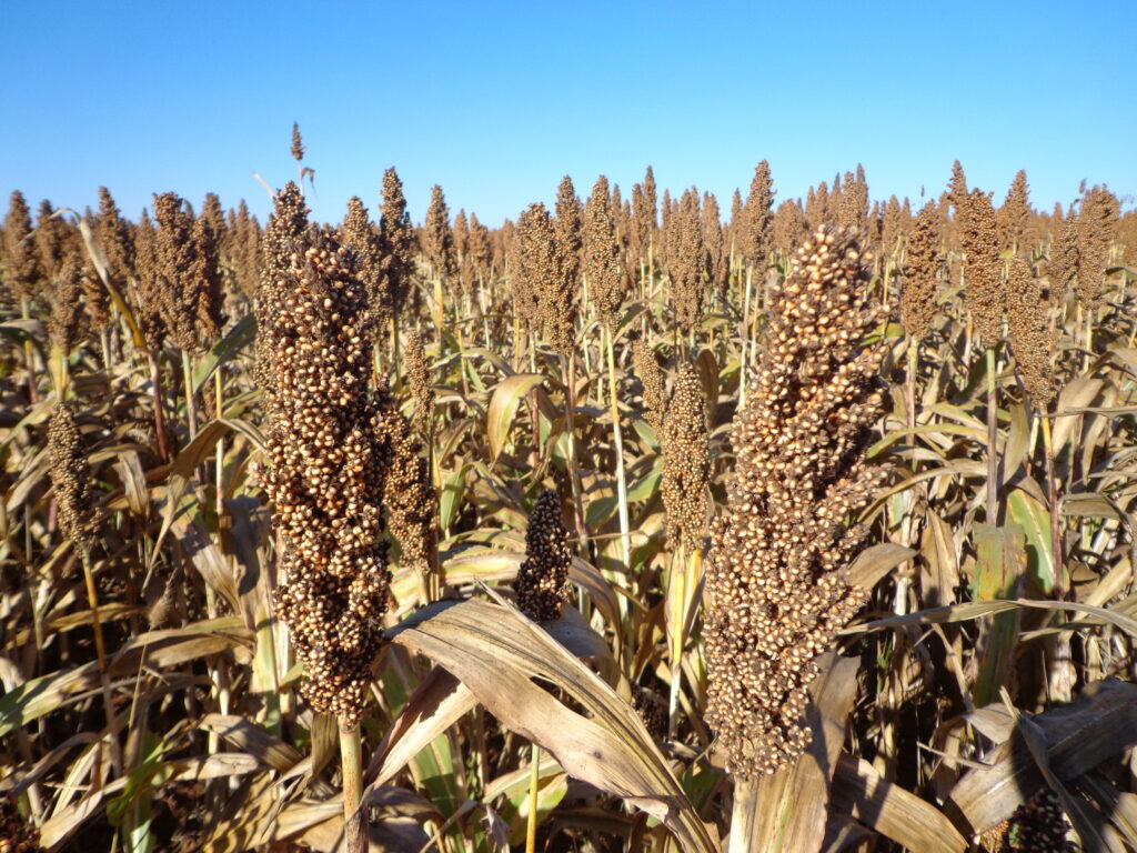 Esperan buena cosecha de sorgo en Tamaulipas pese a falta de lluvias