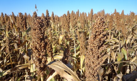 Esperan buena cosecha de sorgo en Tamaulipas pese a falta de lluvias