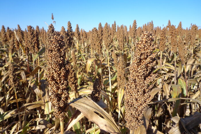 Esperan buena cosecha de sorgo en Tamaulipas pese a falta de lluvias