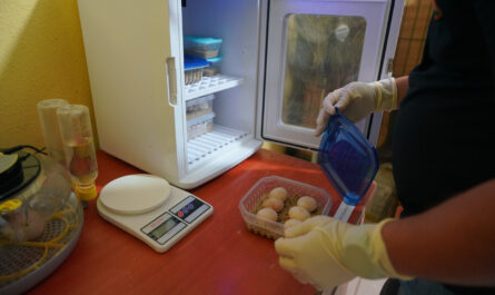 Nuevas incubadoras fortalecen la conservación de especies en el Zoológico de Nuevo Laredo