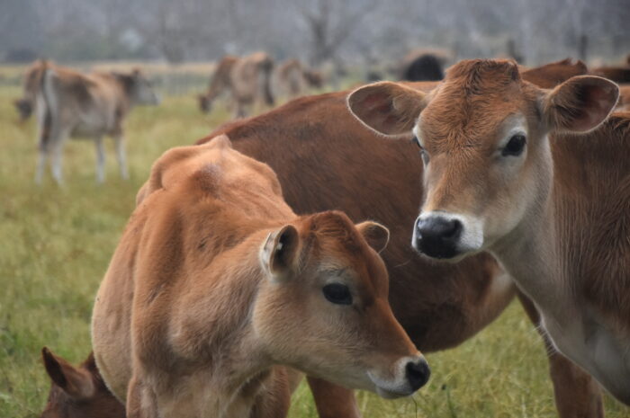 Ganaderos tamaulipecos dejarán de ganar 170 mdp por restricciones de EE. UU.
