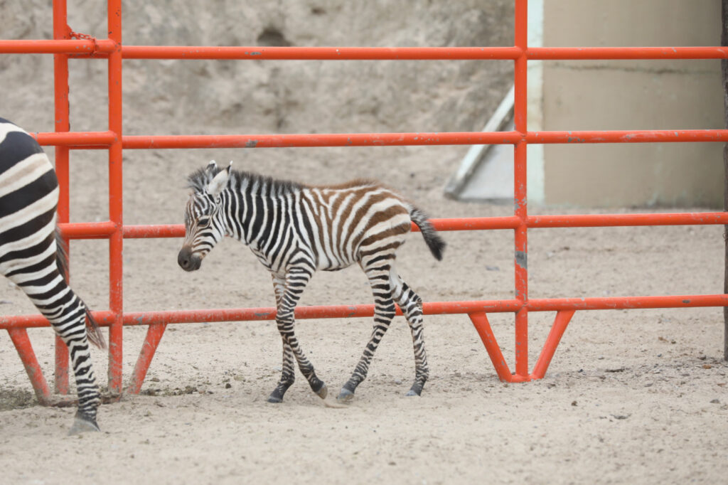 Nace cría de cebra en el Zoológico y Acuario de Nuevo Laredo