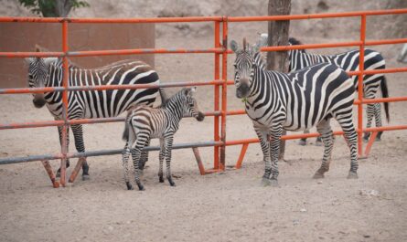 Nace cría de cebra en el Zoológico y Acuario de Nuevo Laredo