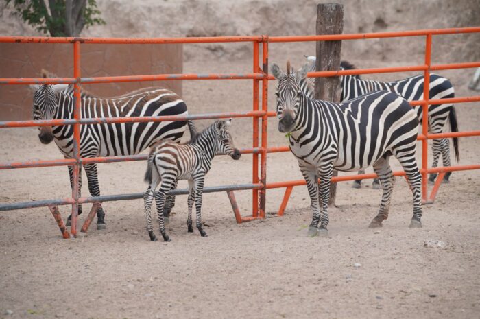 Nace cría de cebra en el Zoológico y Acuario de Nuevo Laredo