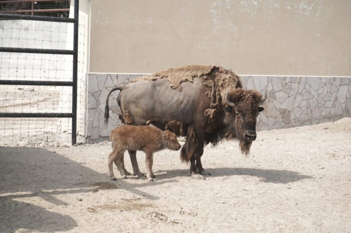 Nace cría de bisonte americano en el Zoológico de Nuevo Laredo