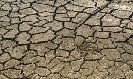 Falta de apoyos deja tierras sin cultivar en Matamoros