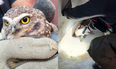 Bomberos rescatan a dos aves nocturnas lesionadas en Ciudad Victoria