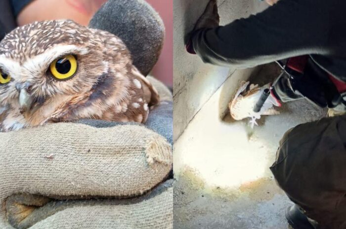 Bomberos rescatan a dos aves nocturnas lesionadas en Ciudad Victoria