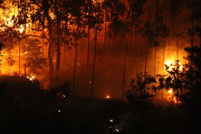 Tamaulipas cerrará el año con 18,786 hectáreas afectadas por incendios, pero con daños de baja severidad