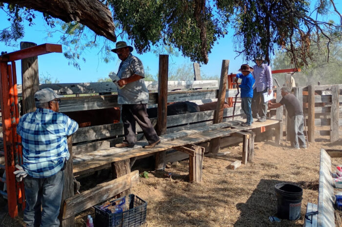 Continúa la campaña gratuita de ivermectina en apoyo al sector ganadero en Nuevo Laredo