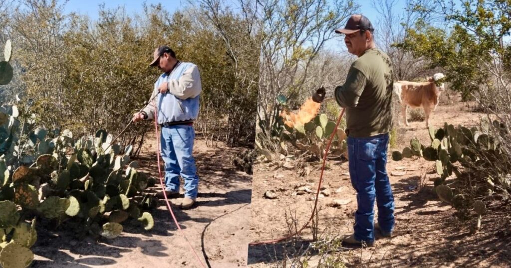 Convoca Gobierno de Nuevo Laredo a productores rurales a registrarse para el subsidio de gas LP destinado al chamusque de nopal
