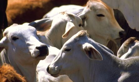 Refuerzan acciones contra el gusano barrenador en Tamaulipas