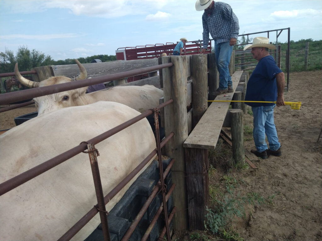 Refuerza Dirección de Desarrollo Rural de Nuevo Laredo acciones de vigilancia sanitaria en apoyo a ganaderos locales