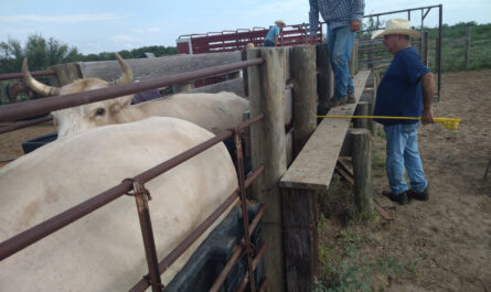Refuerza Dirección de Desarrollo Rural de Nuevo Laredo acciones de vigilancia sanitaria en apoyo a ganaderos locales