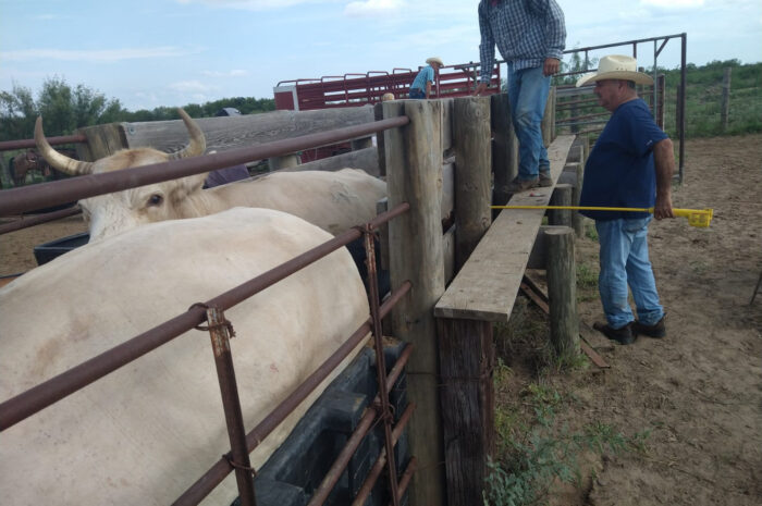 Refuerza Dirección de Desarrollo Rural de Nuevo Laredo acciones de vigilancia sanitaria en apoyo a ganaderos locales