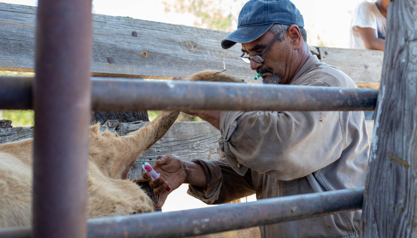 Gobierno de Nuevo Laredo invita a ganaderos a aprovechar programa gratuito de sanidad animal