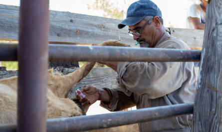Gobierno de Nuevo Laredo invita a ganaderos a aprovechar programa gratuito de sanidad animal